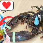 Lobster Hunter Mualani’s specialty “Pass the Luck” IRL! Natlan food Genshin 原神 ムアラニオリジナル料理幸運のおすそわけ再現