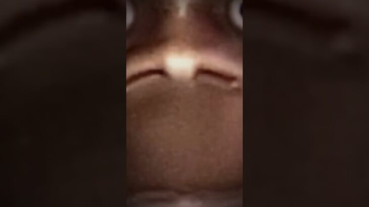 ヌビレットは最強!!! #原神