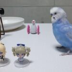 原神キャラ達はスルーしてお友達のインコちゃんの元へ行きます。 #セキセイインコ #原神