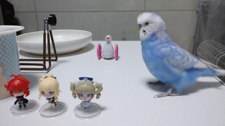 原神キャラ達はスルーしてお友達のインコちゃんの元へ行きます。 #セキセイインコ #原神
