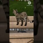 鳴潮に猫ミーム出てきやがったwwwww#鳴潮 #irisout