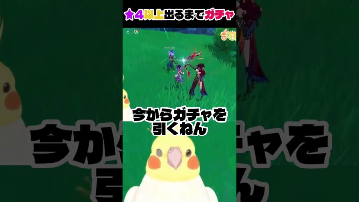 【原神】前回の屈辱の果てにピックアップキャラを求めて単発ガチャに挑んだオカメインコの結果　 #genshinimpact #原神 #切り抜き #vtuber #オカメインコ