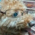 原神ガチャpart 35