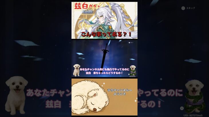 【原神】兹白ガチャ★ゲスト・オロチマル子　#兹白#イルーガ#アイノ#ゴロー#原神 #ガチャ#genshinimpact