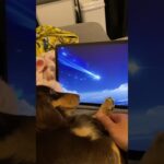 原神のガチャを引く犬