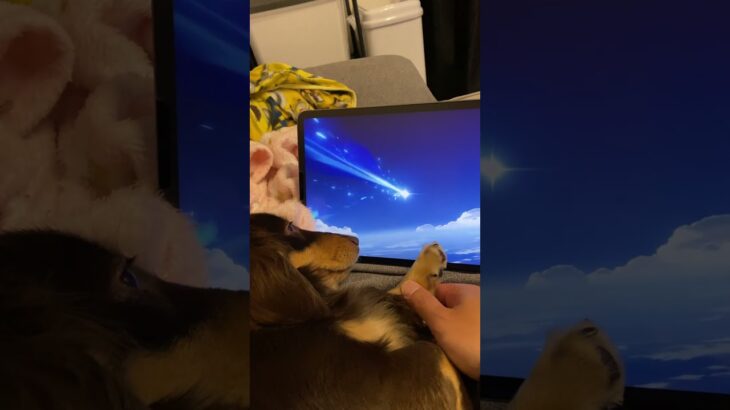 原神のガチャを引く犬